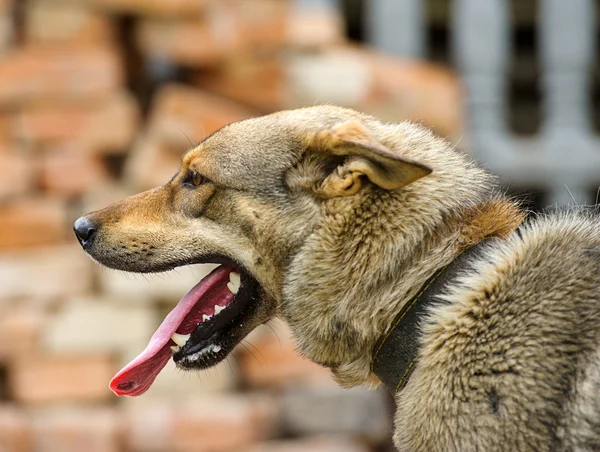 Portret van volwassen hond — Stockfoto