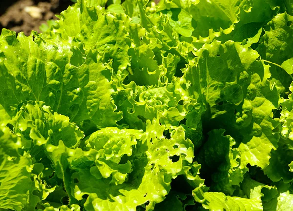 Groene salade in een tuin — Stockfoto