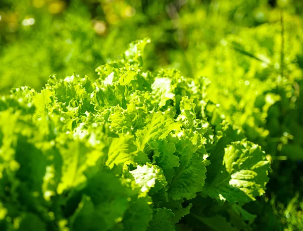Groene salade in een tuin — Stockfoto