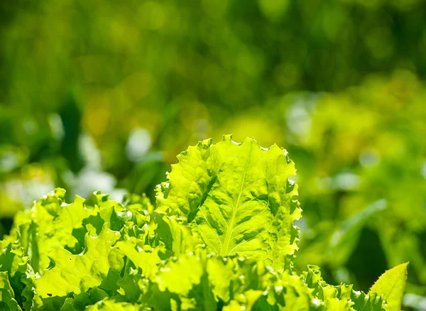 Green salad in a garden — Stock Photo, Image