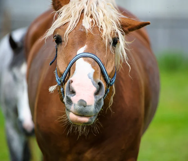 Krásné koně na farmě. — Stock fotografie