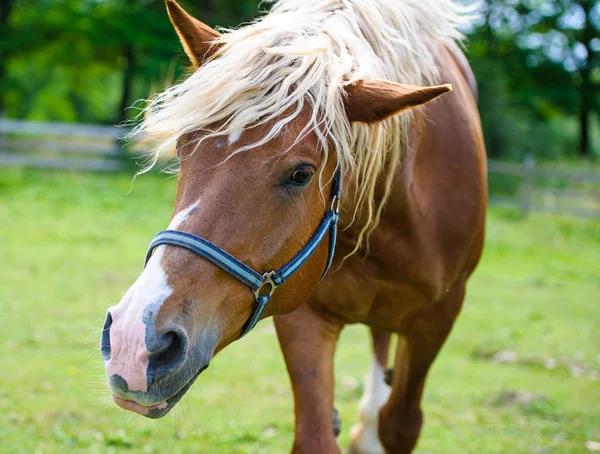 Beautiful Horse at farm. — Stock Photo, Image