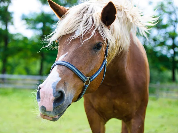 Beau cheval à la ferme . — Photo