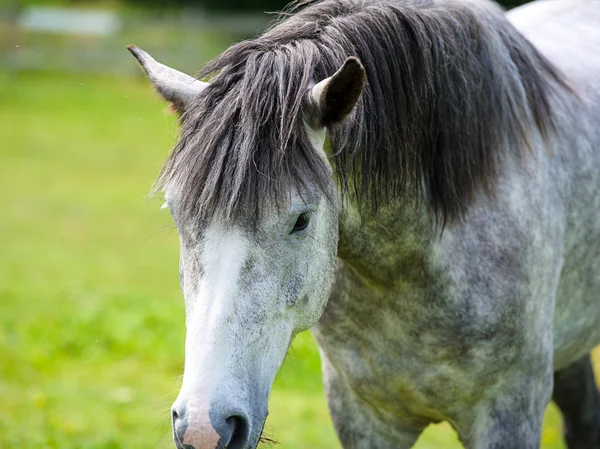 Piękny koń w gospodarstwie. — Zdjęcie stockowe