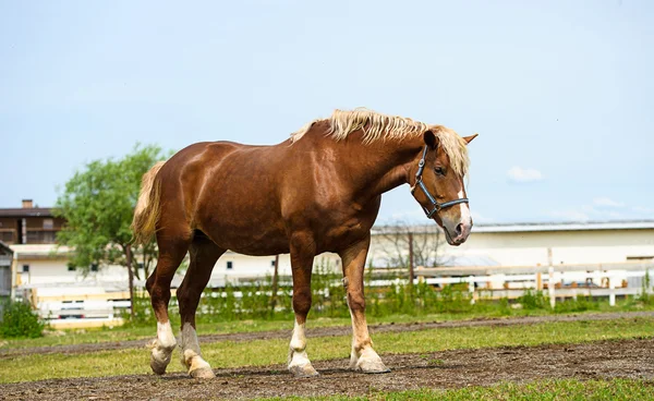 Belo cavalo na fazenda . — Fotografia de Stock