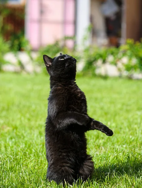 푸른 잔디에 검은 고양이 — 스톡 사진