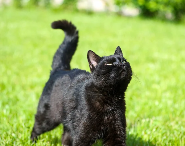 Yeşil çimenlerin üzerinde kara kedi — Stok fotoğraf