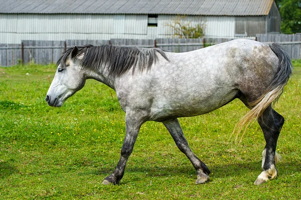 Vacker häst på gården. — Stockfoto