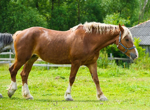 Krásné koně na farmě. — Stock fotografie