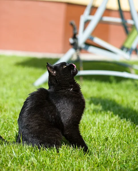 Zwarte kat op groen gras — Stockfoto