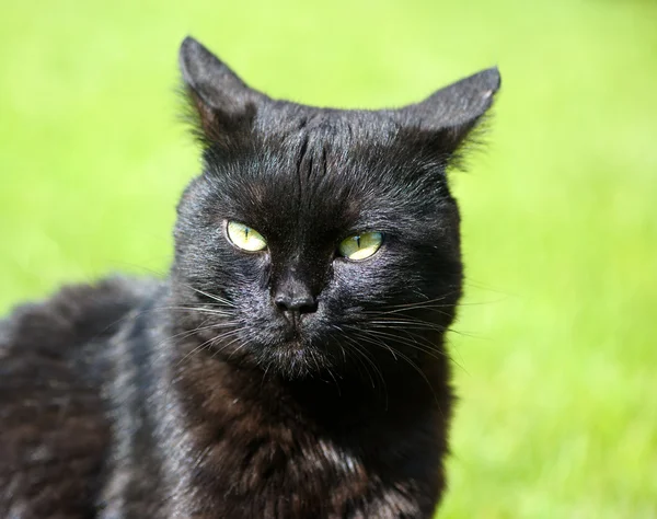 Zwarte kat op groen gras — Stockfoto