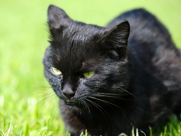 Svart katt på grönt gräs — Stockfoto
