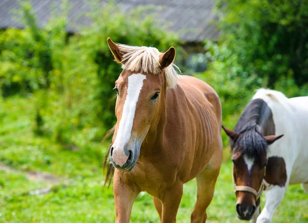 Prachtige paarden op boerderij. — Stockfoto