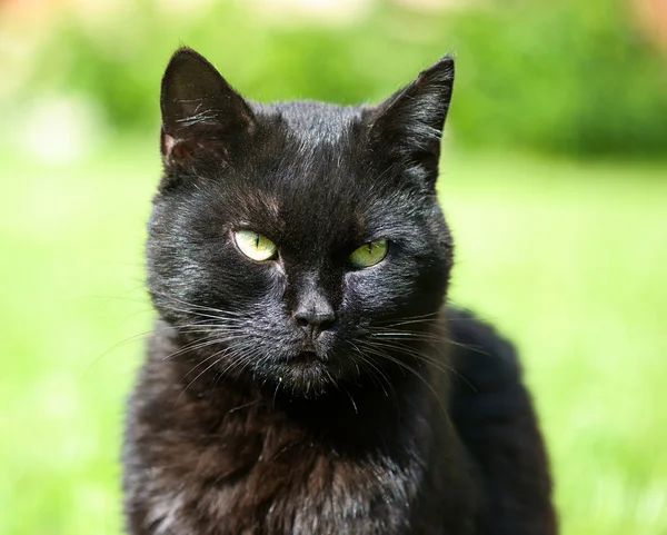 Yeşil çimenlerin üzerinde kara kedi — Stok fotoğraf