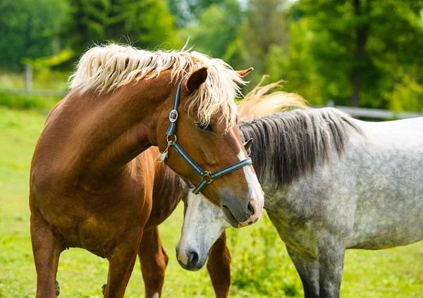 Belos cavalos na fazenda . — Fotografia de Stock