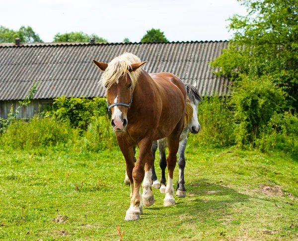 Belo cavalo na fazenda . — Fotografia de Stock