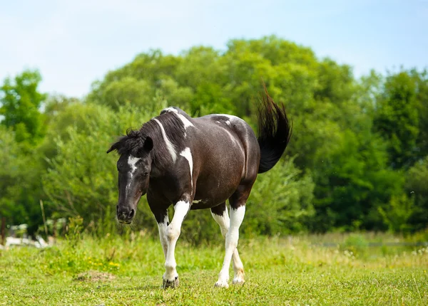 Bellissimo cavallo in fattoria . — Foto Stock