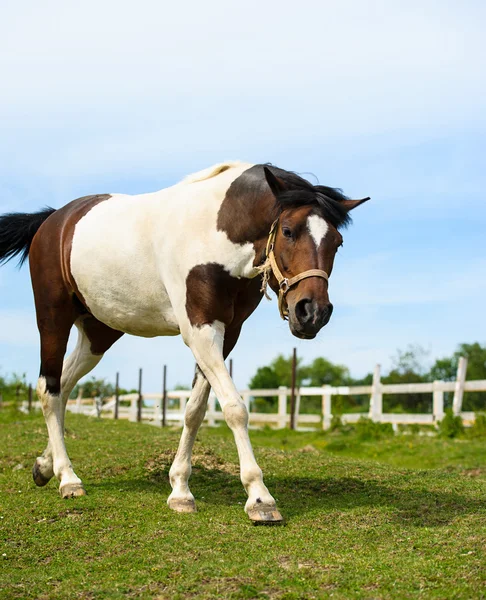 Hermoso caballo en la granja . — Foto de Stock