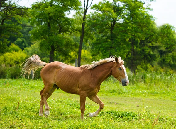 Smuk Hest på gården . - Stock-foto