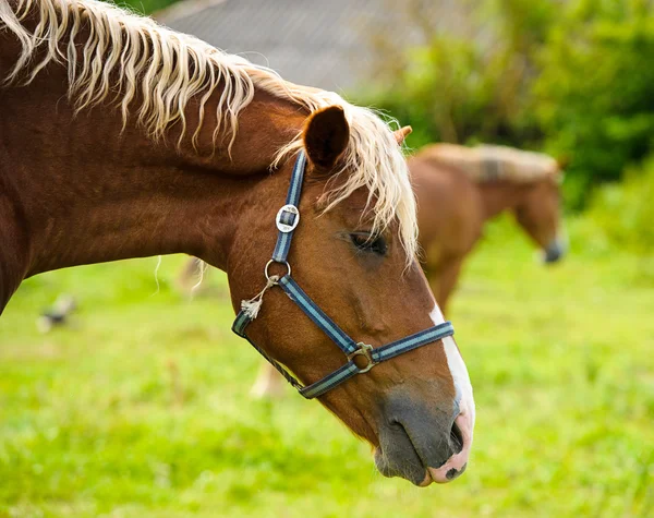 Belo cavalo na fazenda . — Fotografia de Stock