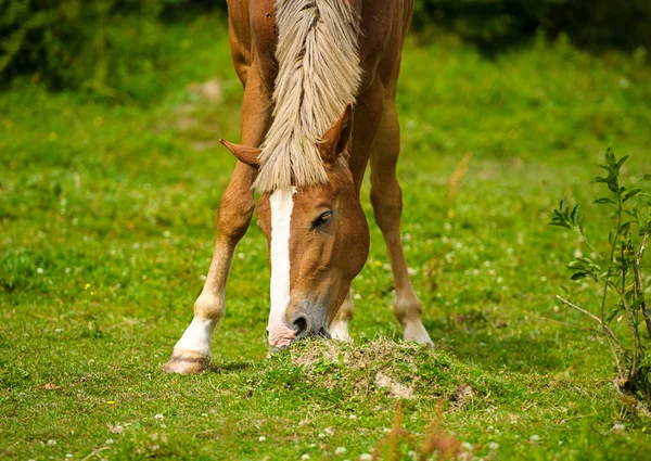 Красивий кінь на фермі . — стокове фото