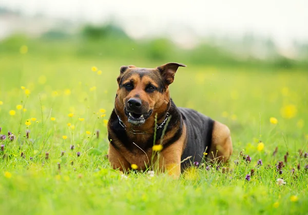 Şirin komik köpek — Stok fotoğraf