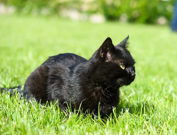 Yeşil çimenlerin üzerinde kara kedi — Stok fotoğraf