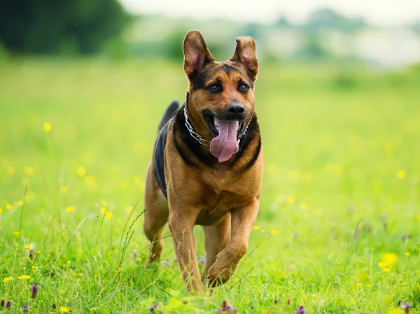 Lindo perro divertido —  Fotos de Stock