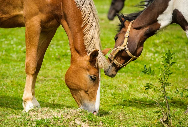 Vackra hästar på gården. — Stockfoto