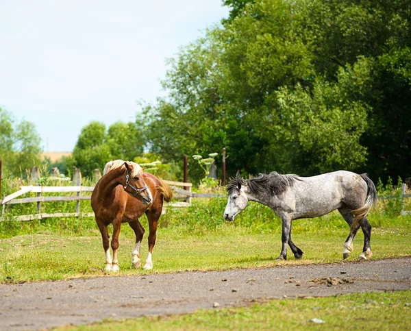 Gyönyörű lovak-on-farm. — Stock Fotó