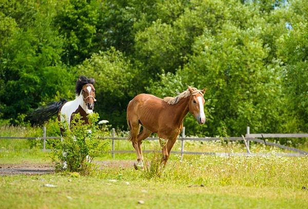 Correr caballos en la granja . —  Fotos de Stock