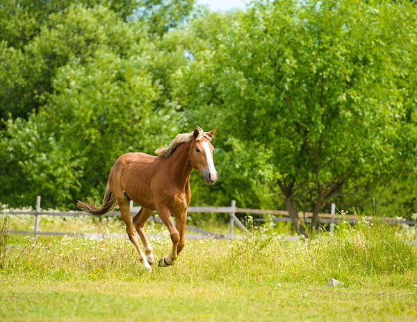 Běžícího koně na farmě. — Stock fotografie