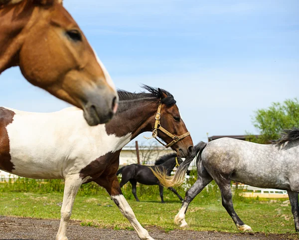 Lopende paarden op boerderij. — Stockfoto