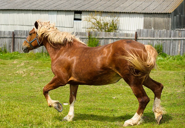 Běžícího koně na farmě. — Stock fotografie