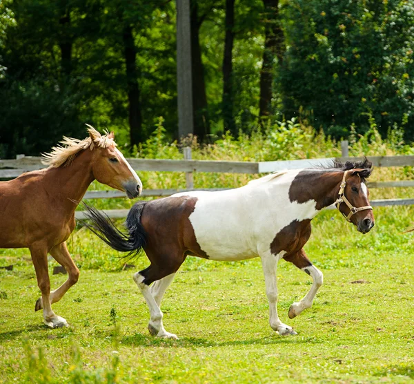 Correre cavalli in fattoria . — Foto Stock