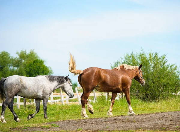 Belos cavalos na fazenda . — Fotografia de Stock