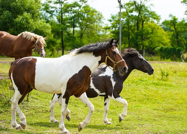 Lopende paarden in weide. — Stockfoto