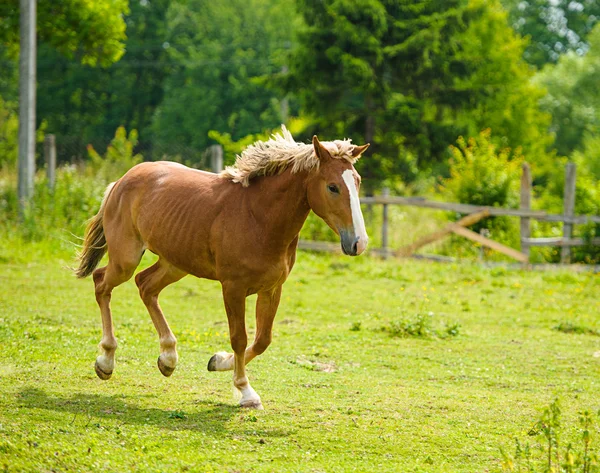 Όμορφο άλογο στο αγρόκτημα. — Φωτογραφία Αρχείου