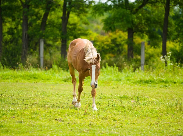 Bellissimo cavallo in fattoria . — Foto Stock