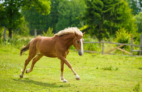 Běžícího koně na farmě. — Stock fotografie