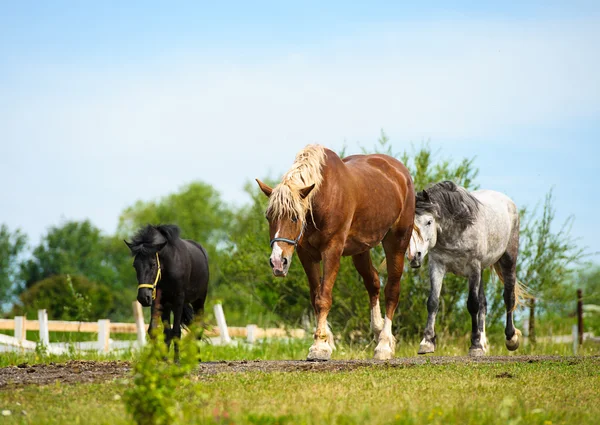 Belos cavalos na fazenda . — Fotografia de Stock