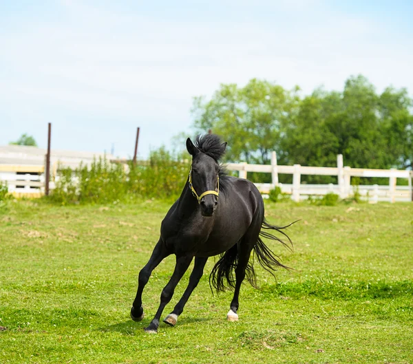 Correre a cavallo in fattoria . — Foto Stock