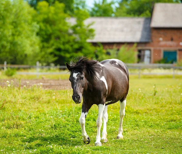 Όμορφο άλογο στο αγρόκτημα. — Φωτογραφία Αρχείου