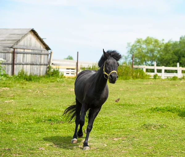 牧場で馬を実行. — ストック写真