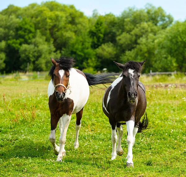 Rinnande hästar i äng. — Stockfoto