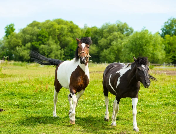 Prachtige paarden op boerderij. — Stockfoto