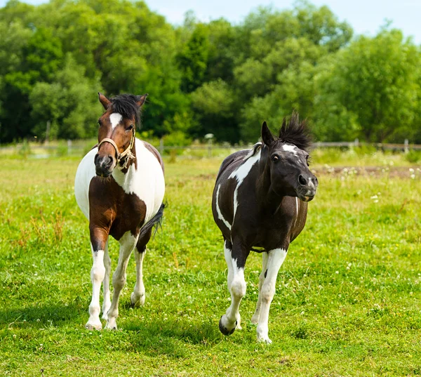 Prachtige paarden op boerderij. — Stockfoto