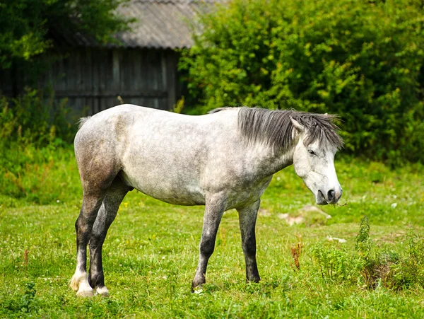 Belo cavalo na fazenda . — Fotografia de Stock