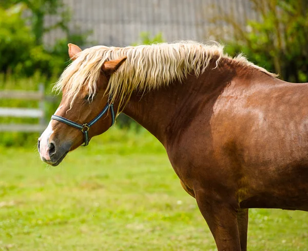 ファームでの美しい馬. — ストック写真