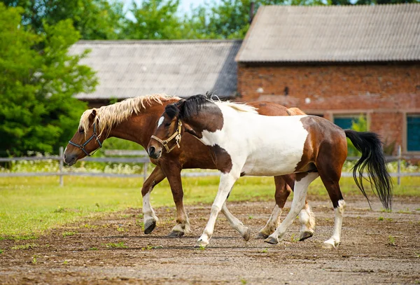 Gyönyörű lovak-on-farm. — Stock Fotó